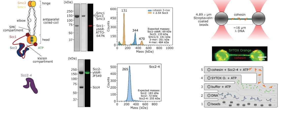 DNA Motors approach