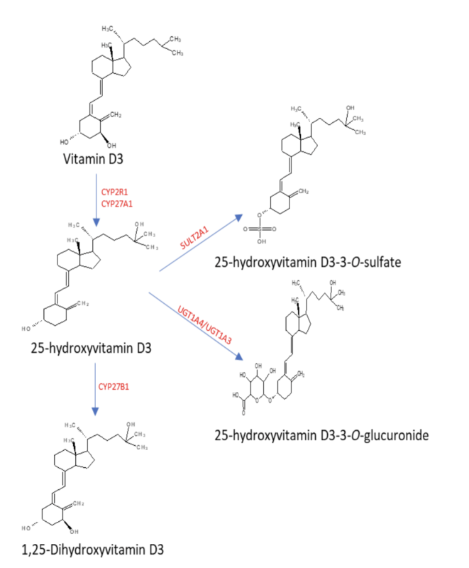 Phase II metabolism of 25-hydroxyvitamin D including the addition of a sulfate moeity by sulfotransferases (SULTs) enzymes, and the addition of a Uridine diphosphate glucuronic acid by Glucuronosyltransferase (UGT) enzymes