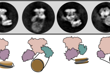 Cryogenic electron microscopy images showing SWR1 flipping the nucleosome (top), and a cartoon representation of the same process (bottom). Girvan, Jalal et al., 2024.