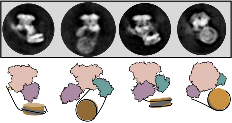 Cryogenic electron microscopy images showing SWR1 flipping the nucleosome (top), and a cartoon representation of the same process (bottom). Girvan, Jalal et al., 2024. 