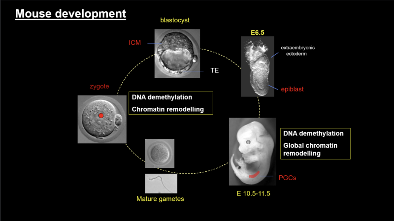 Figure 1 : Overview of epigenetic reprogramming events that occur in the course of mammalian development