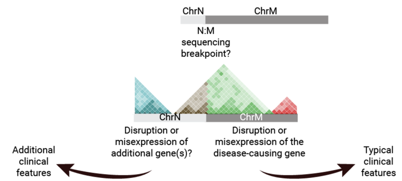 1) investigate the functional consequences of SVs in rare diseases