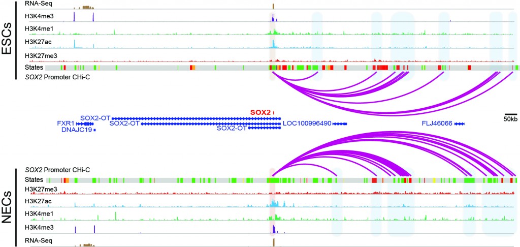 Chromosomal interactions (shown as arcs) of SOX2 gene promoter in human embryonic stem cells (upper) and neural progenitor cells (lower) detected using Promoter Capture Hi-C. 