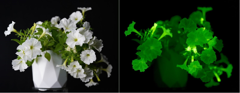 Plant pre and post scan