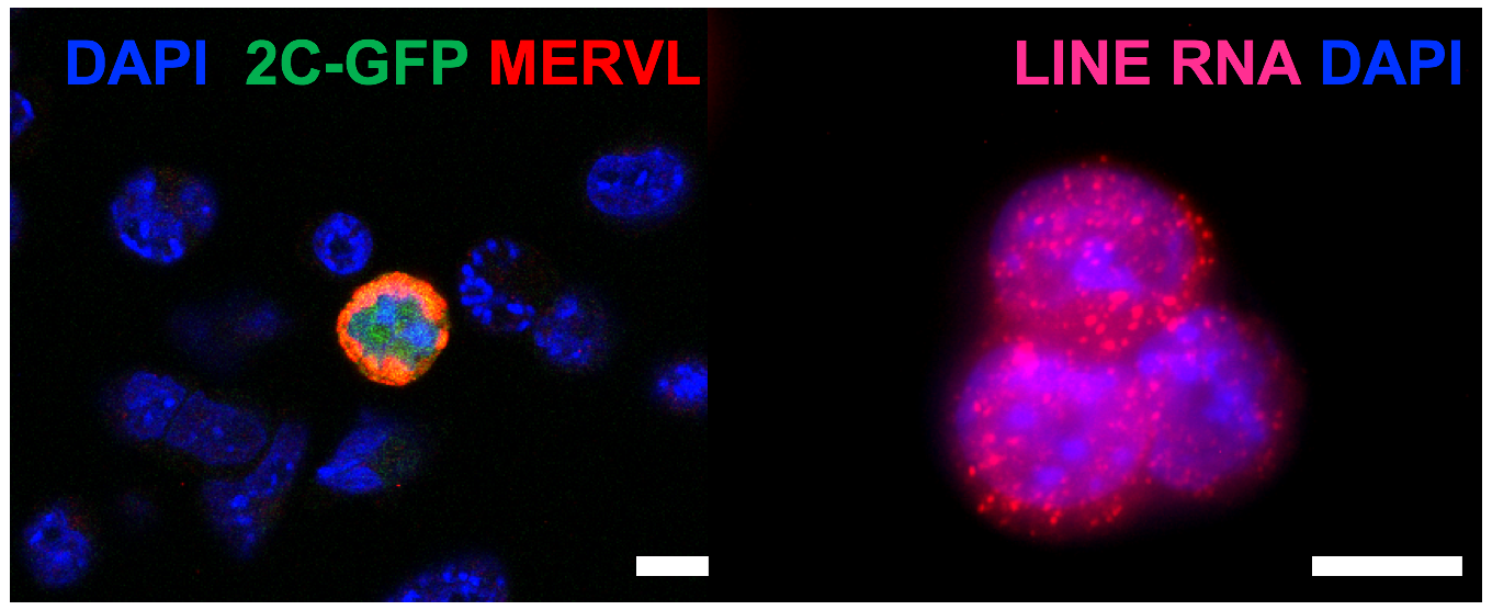 Chromatin and Development - LMS Laboratory of Medical Sciences