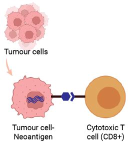 Tumour cells interacting