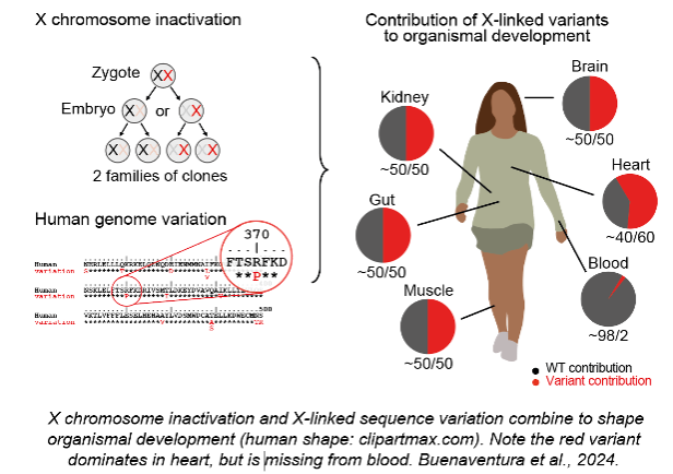 x chromosome inactivation