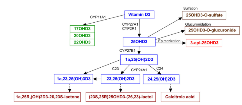 Phase I activation and inactivation metabolism pathways of vitamin D3