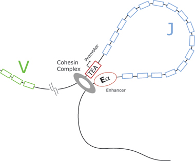 Moonlighting: the Cohesin Story