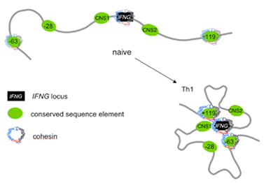 Cohesin Forms Chromosome Loops