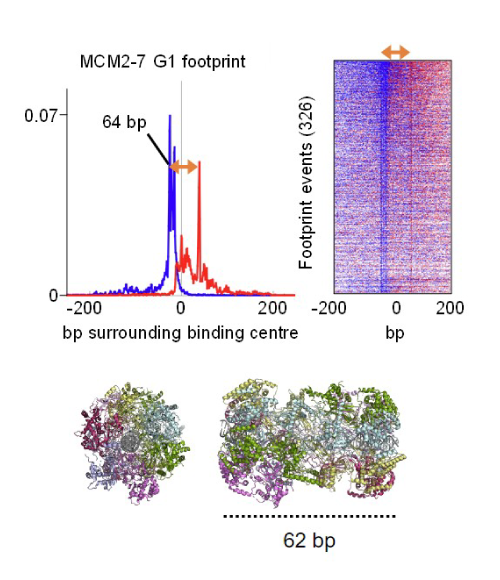 Images from DNA Replication Group.