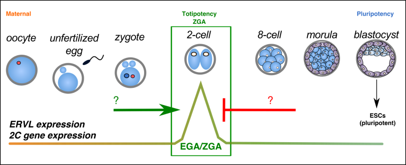 Chromatin and Development