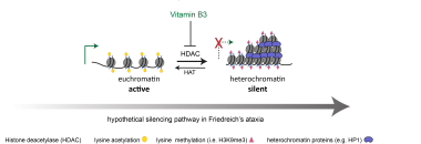 liposomal glutathione health benefits bioavailability Liposomal glutathione outperforms plain glutathione in uptake, cell  regeneration and systemic availability: evidence from cellular and human  models | British Journal of Nutrition