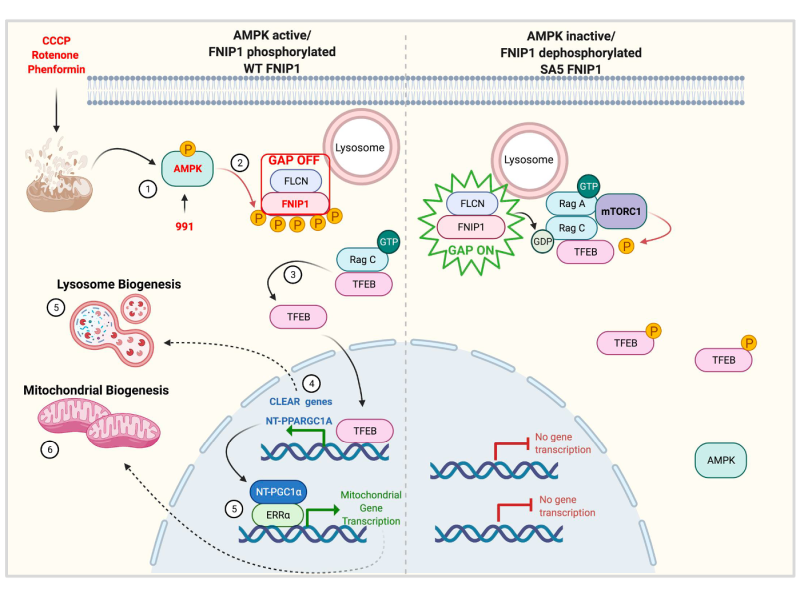 A diagram displaying the role of AMPK