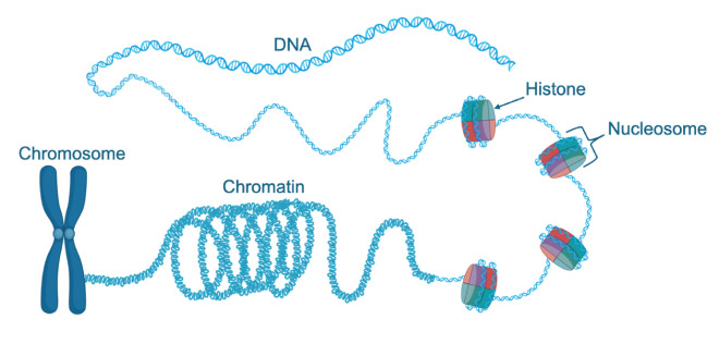 Double helix DNA wraps tightly around eight histone