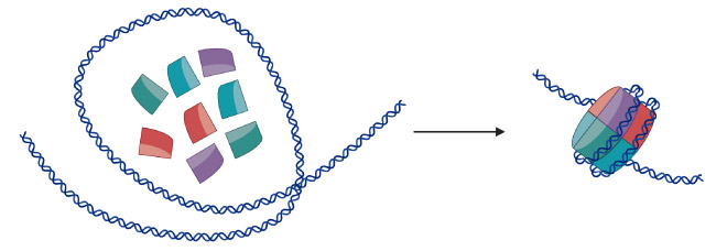 With aid from other proteins, these eight histones come together and loop DNA around themselves to form a nucleosome.