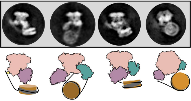 Cryogenic electron microscopy images showing SWR1 flipping the nucleosome