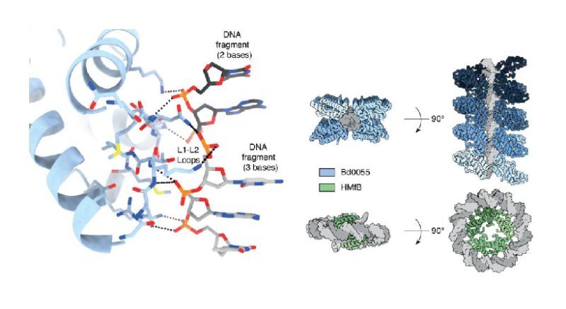 New research featured in Nature Microbiology