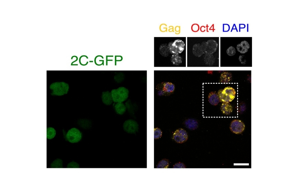 Several panels of microscopy imagery, stained green with 2C-GFP in one panel, and another showing a composite of yellow Gag, red Oct4, and blue DAPI