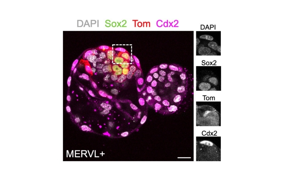 Microscopy image of embrogenesis work, with coloured staining for DAPI, Sox2, TOM and CDx2