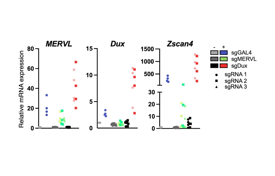 3 scatter plots showing relative mRNA expression, with titles MERVL, Dux, and Zscan4