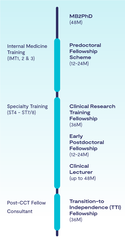 Visual timeline of the Chain Florey clinical academic pathway (mobile layout)