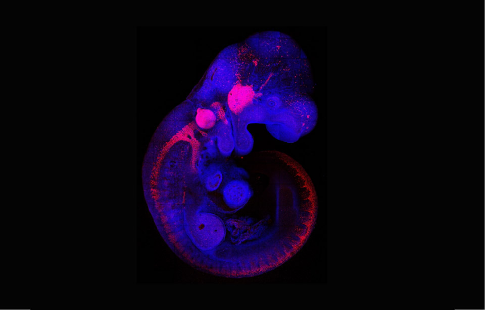 development and transcriptional control findings