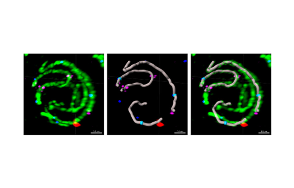 meiosis test results