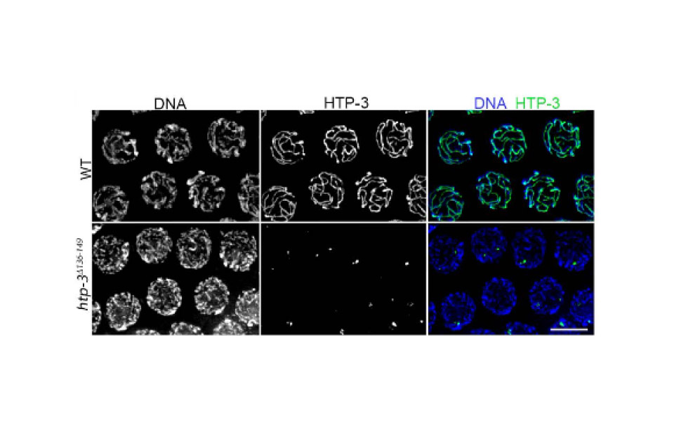 meiosis findings