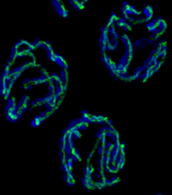 Meiosis