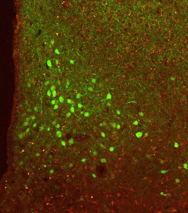 Metabolic signalling