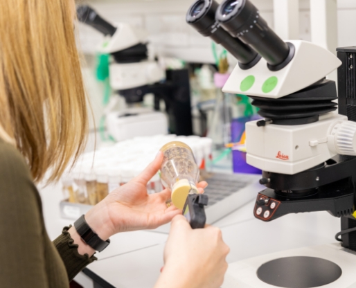 Person using a microscope