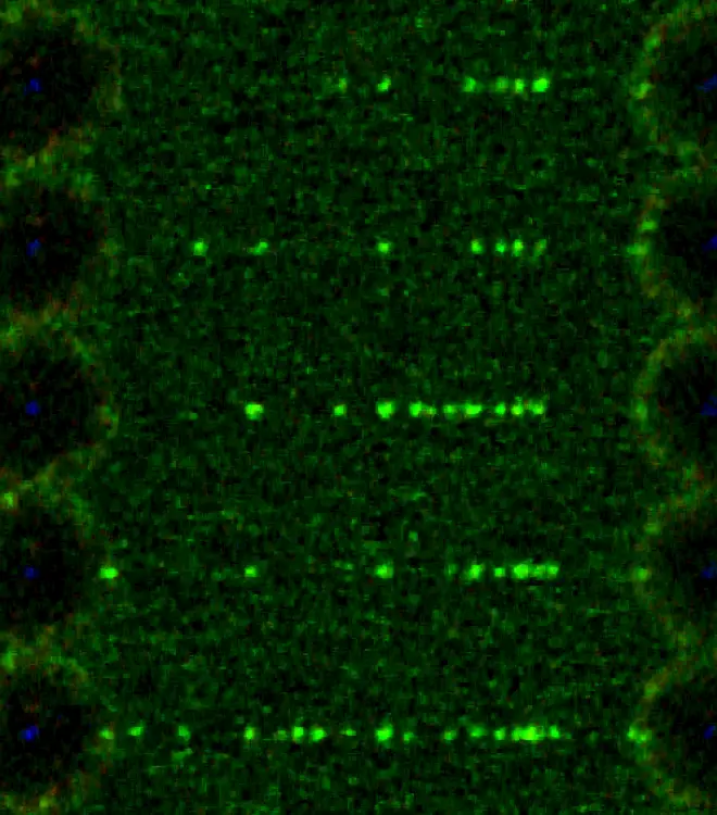 Single molecule imaging