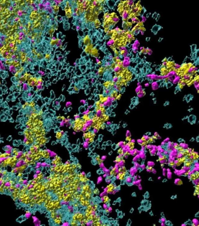 Metabolism in immunity, cancer and ageing (MICA)