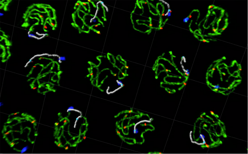 Meiosis