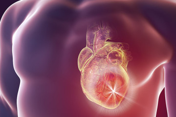Graphic of a transparent male torso with heart visible