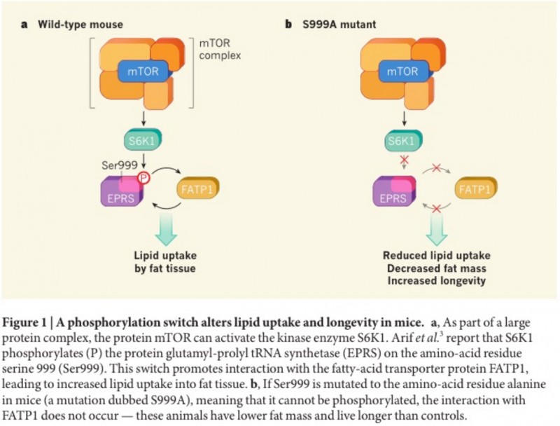 At sige sandheden mønster Resignation An atypical switch for metabolism and ageing – Nature News and Views