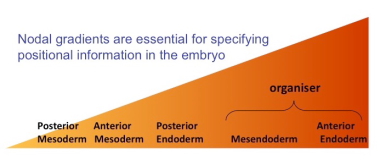 Mighty Morphogens