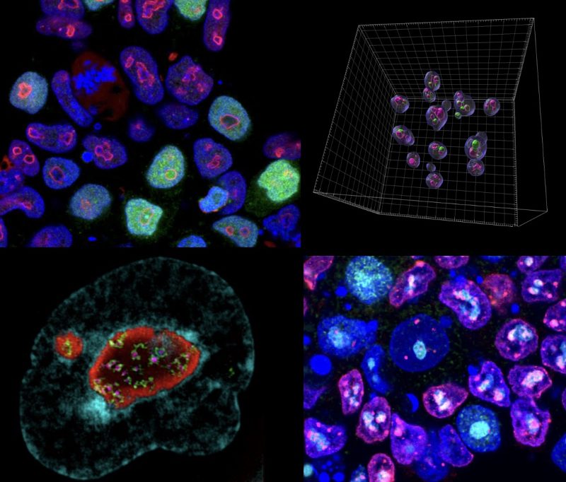 Imaging of nucleoli