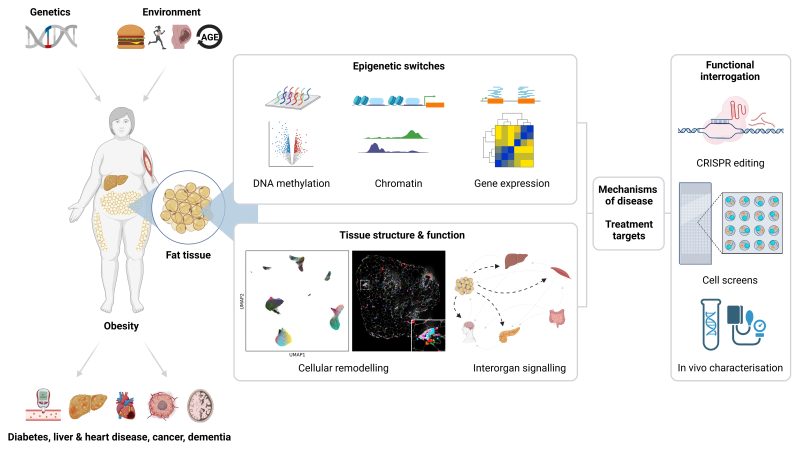 Methodology for studying obesity