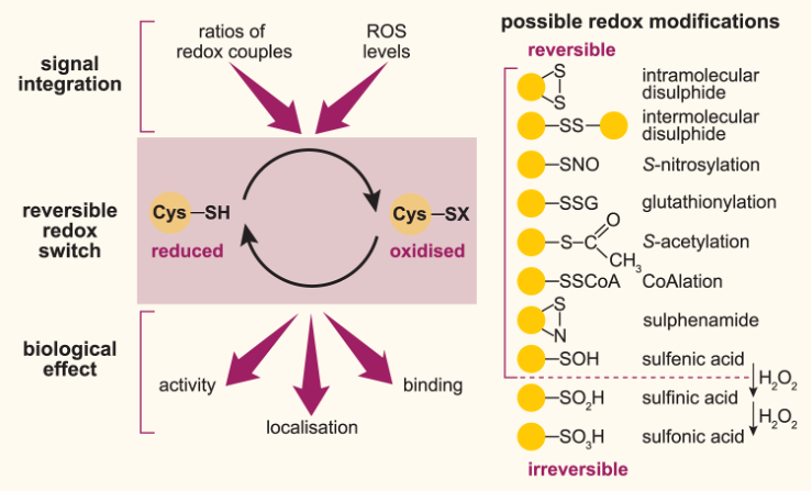 Figure 1: Redox signalling operates through the specific post-translational modification of key redox-sensitive cysteine residues on target proteins.