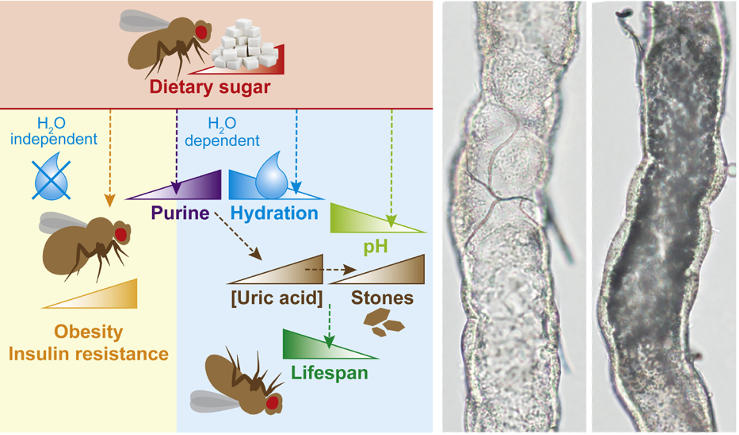 A high-sugar diet shortens survival independently of obesity and insulin resistance.