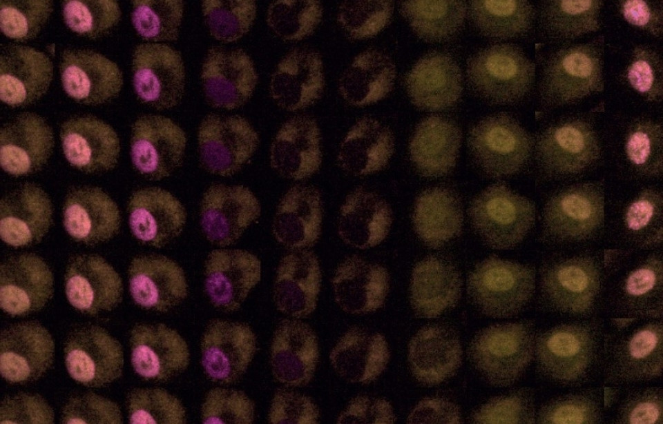 cell cycle control tests