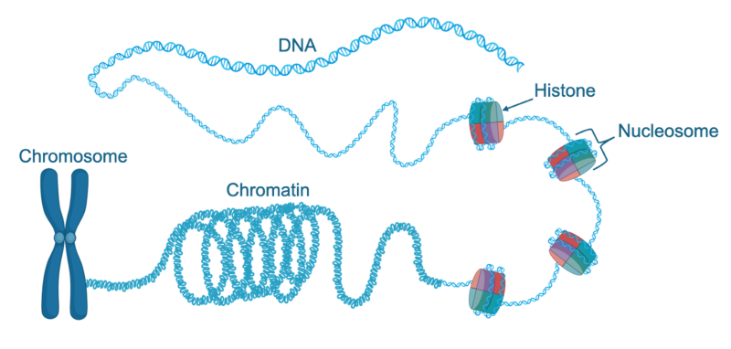 Graphical depiction of the coiling of DNA into a chromosome