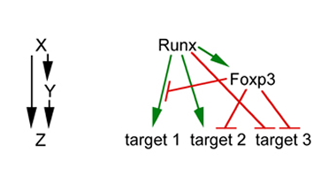 Runx: T reg cell keeper and creator