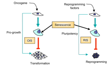 Senescence Barrier to Stem Cells