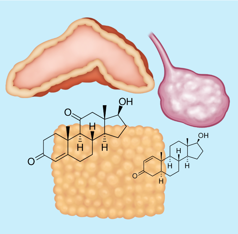 Steroids and metabolism