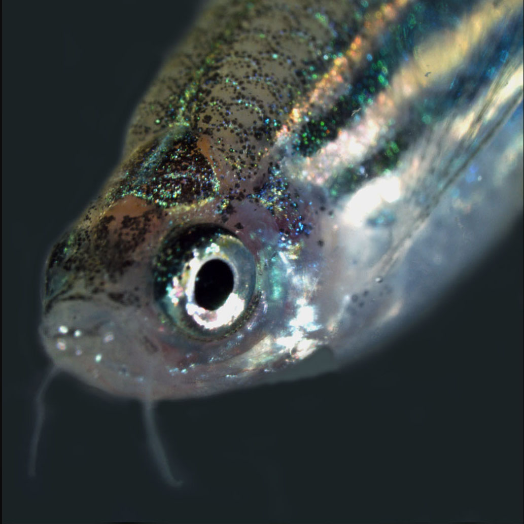 Computing and zebrafish duo win Trust award for research